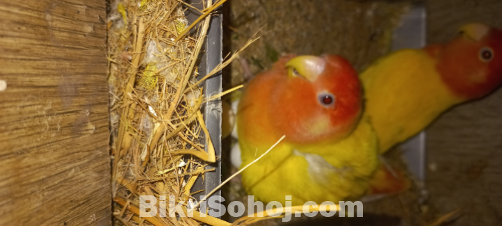 লুটিনো লাভবার্ড পাখি